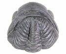 Wide Enrolled Pedinopariops Trilobite #68609-6